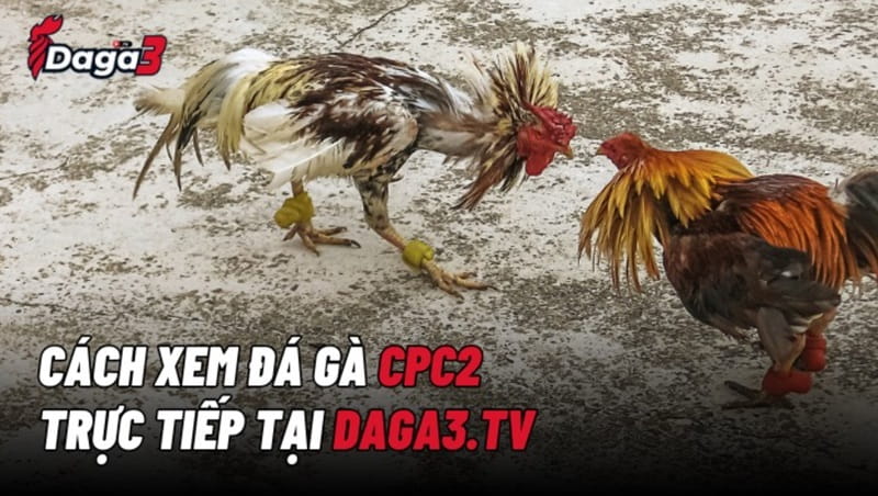 Hướng dẫn xem trực tiếp đá gà CPC2 tại Daga3.tv
