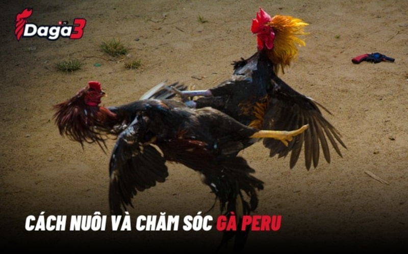 Cách nuôi dưỡng và chăm sóc gióng gà Peru
