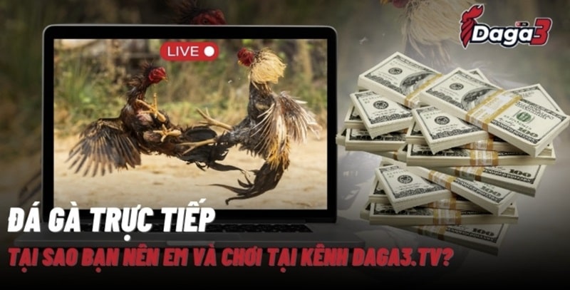 Giới thiệu về kênh đá gà trực tiếp thomo Daga3.tv