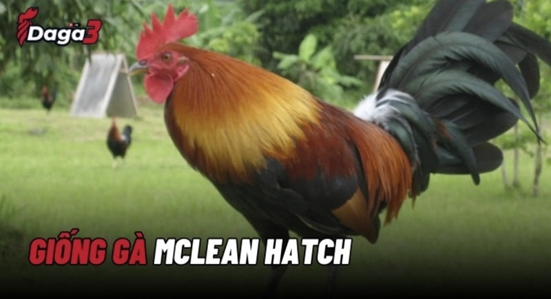 McLean Hatch là một giống gà đá cựa sắt huyền thoại