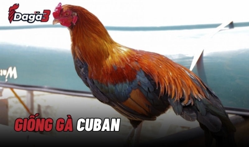 Cuban là giống gà đá cựa sắt nguồn gốc từ Cuba