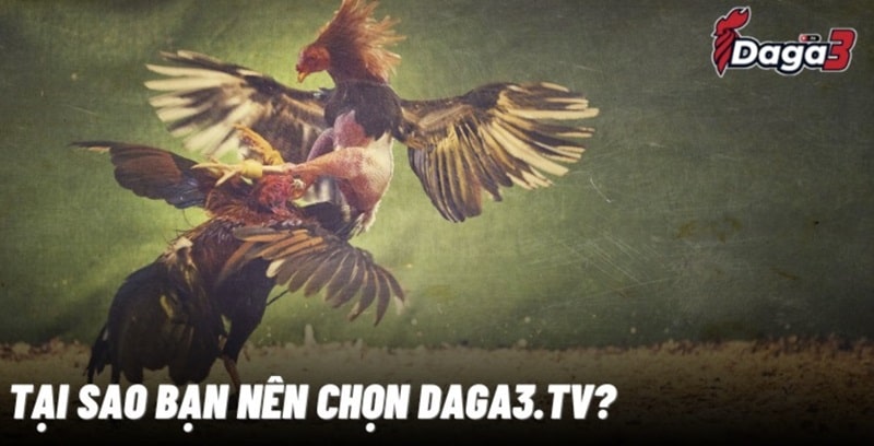 Vì sao nên chọn daga3.tv để xem đá gà thomo